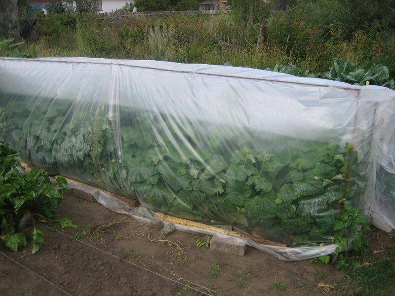Нужно ли укрывать огурцы на ночь во время холодной погоды?