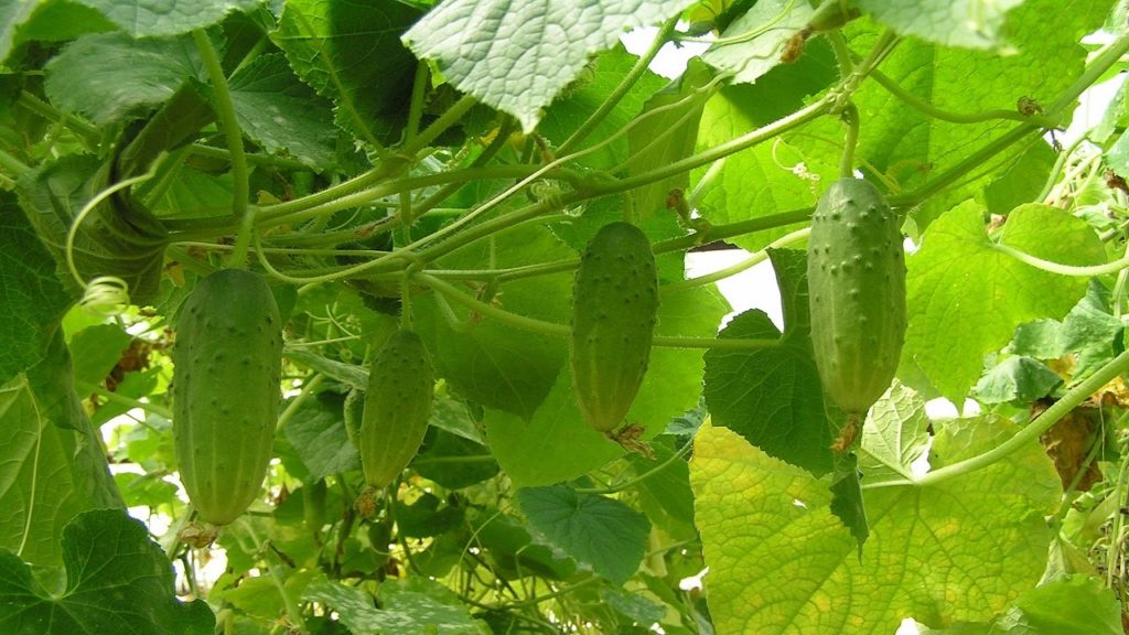 Почему огурцы в теплице вырастают горькими на вкус?
