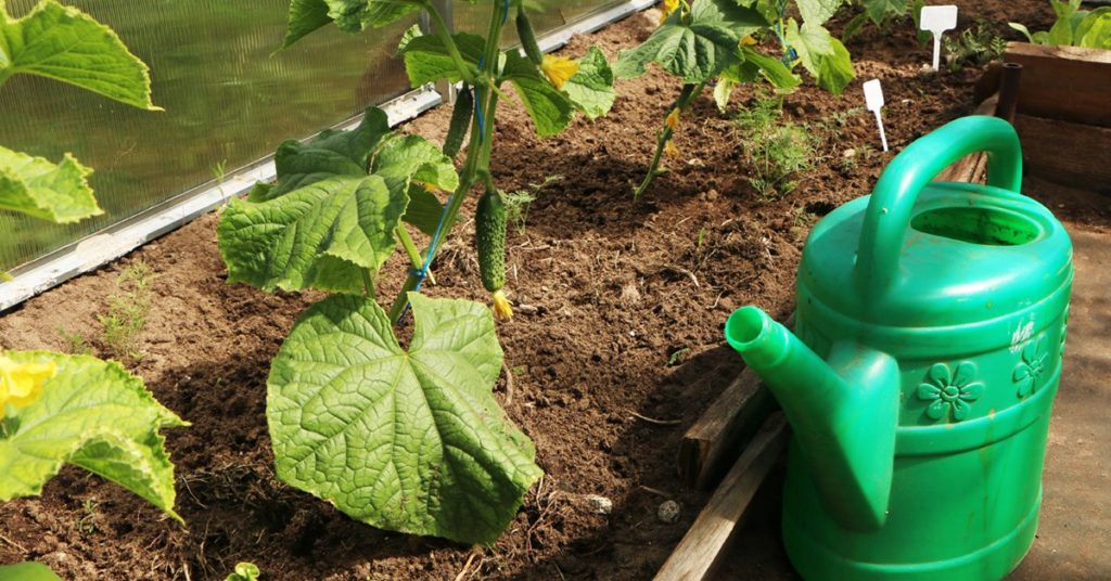 Как поливать огурцы в теплице