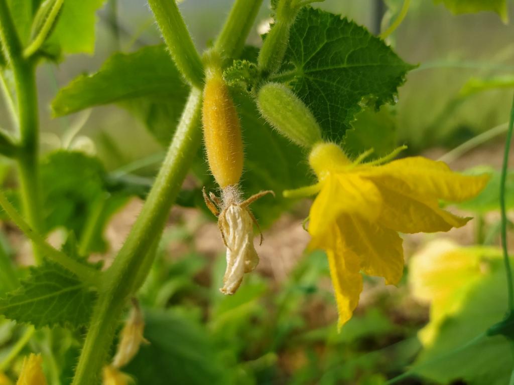 Почему желтеют огурцы в открытом грунте: основные причины