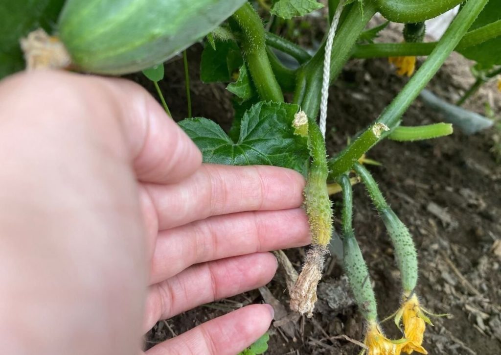 Почему желтеют огурцы в открытом грунте: основные причины