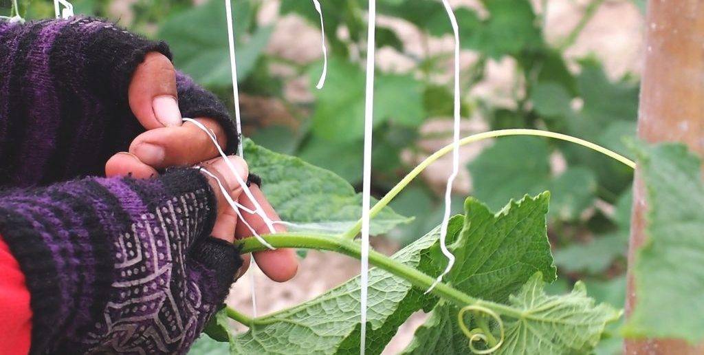 Как подвязывать огурцы в теплице?