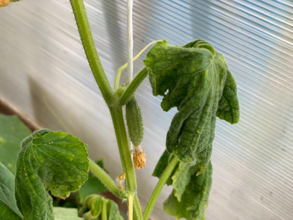 Фузариоз огурцов