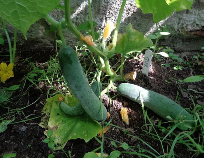 Огурец Апрельский