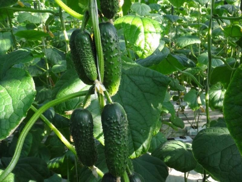 Огурец Изумрудные сережки