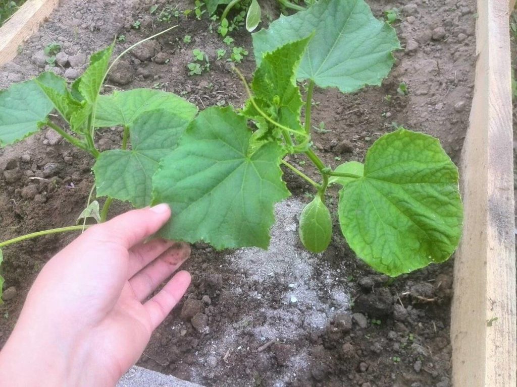 Подкормка огурцов древесной золой