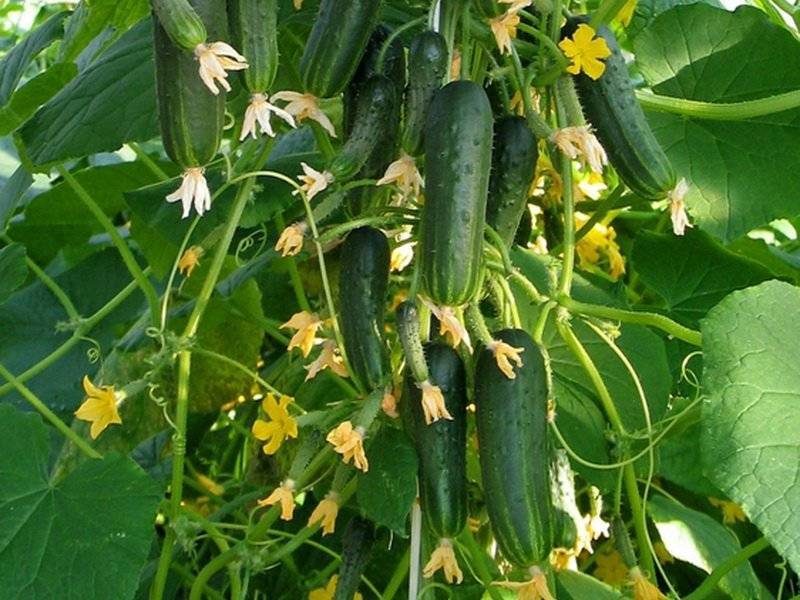 Огурец Балконный