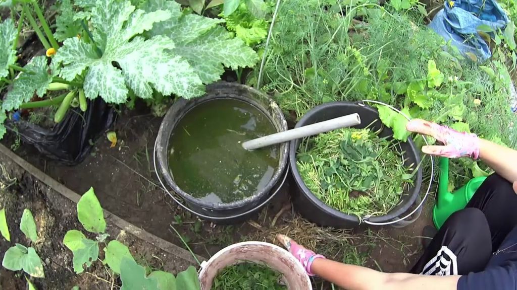 Настой крапивы для огурцов