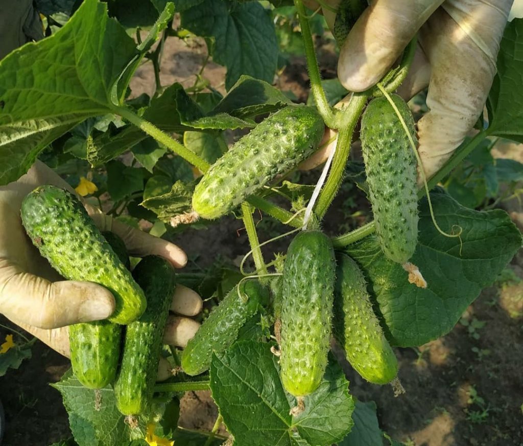 Огурец Артист