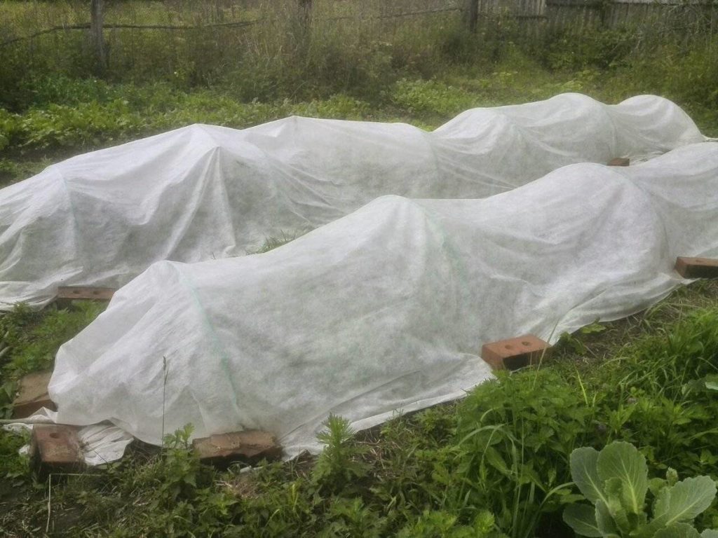 Укрытие для огурцов в открытом грунте