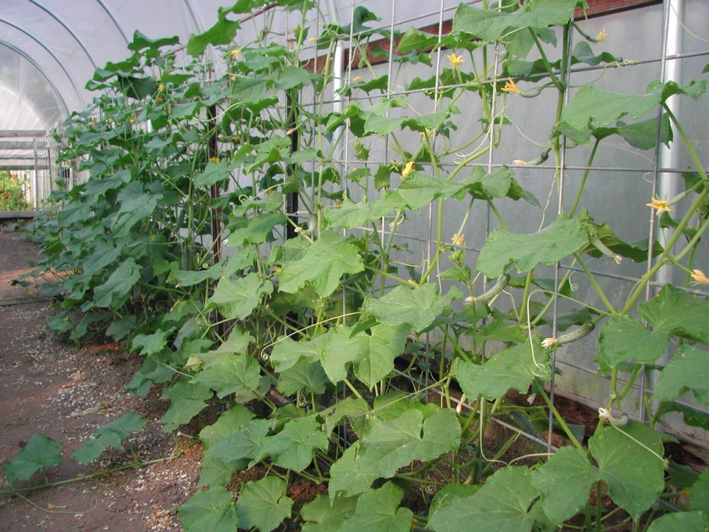 Как подвязывать огурцы в теплице?