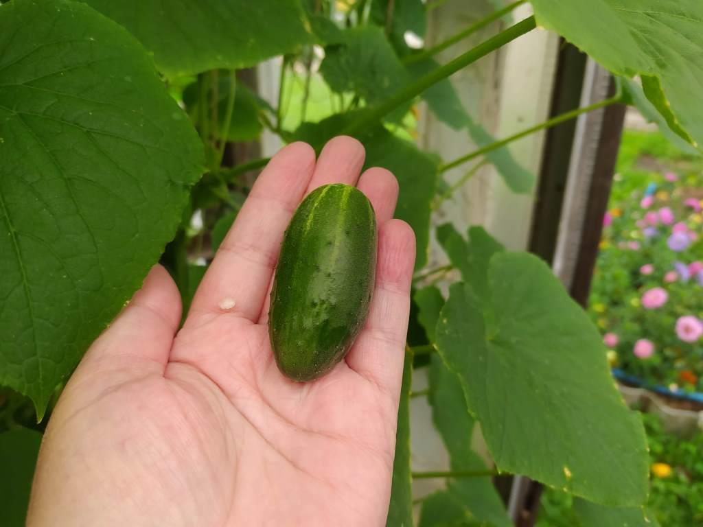 Огурец Колибри