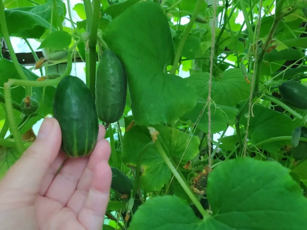 Огурец Колибри