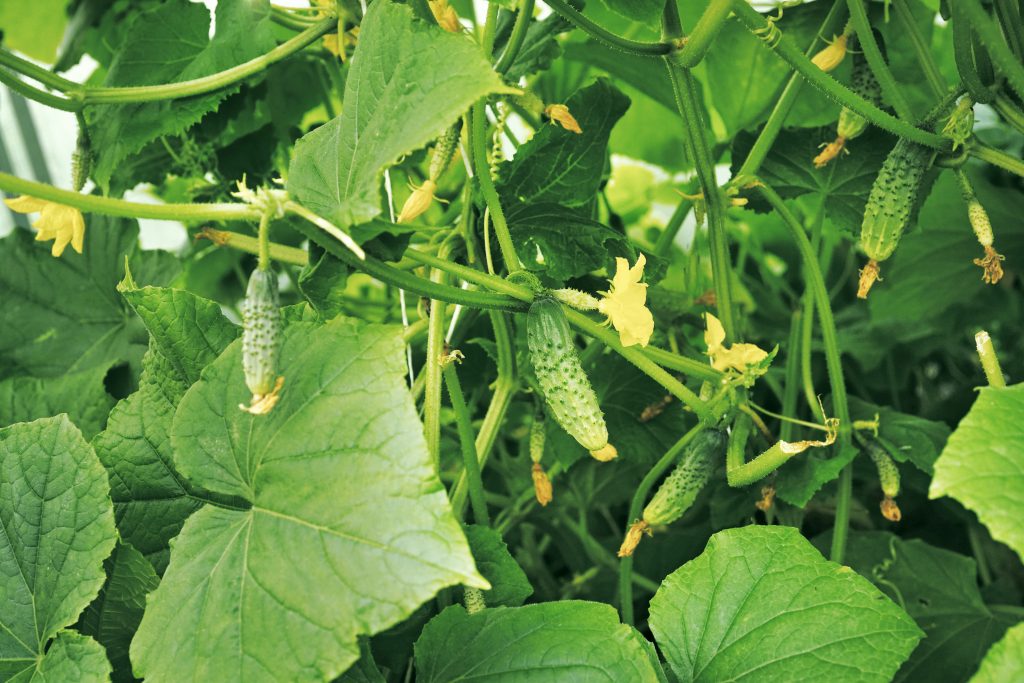 Огурец Изумрудные сережки