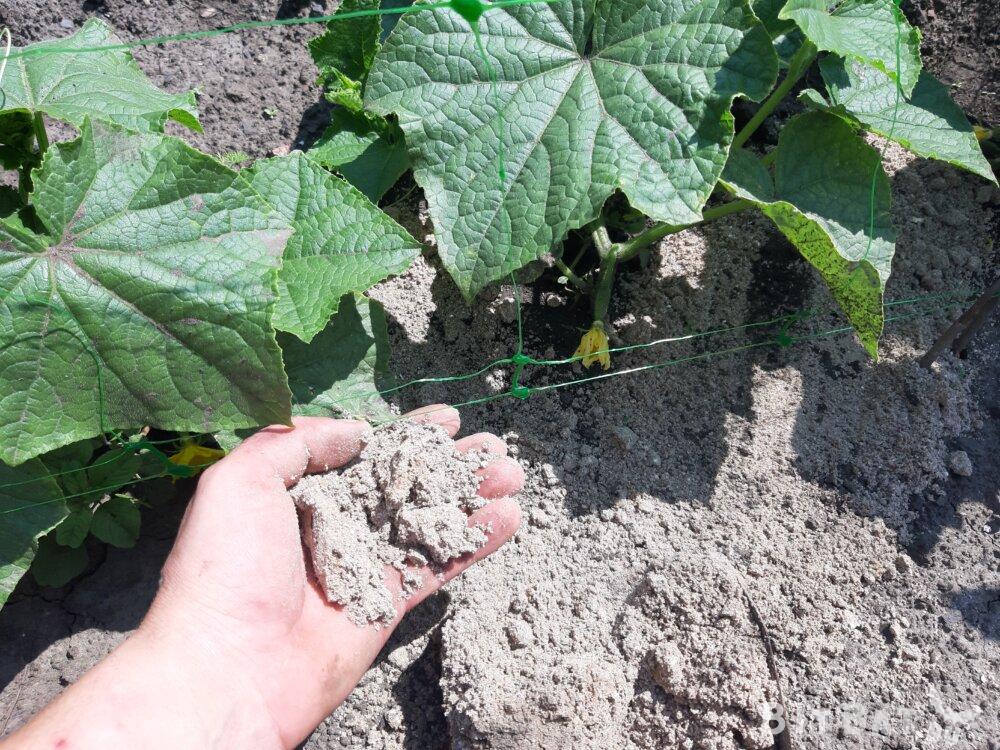 Подкормка огурцов древесной золой