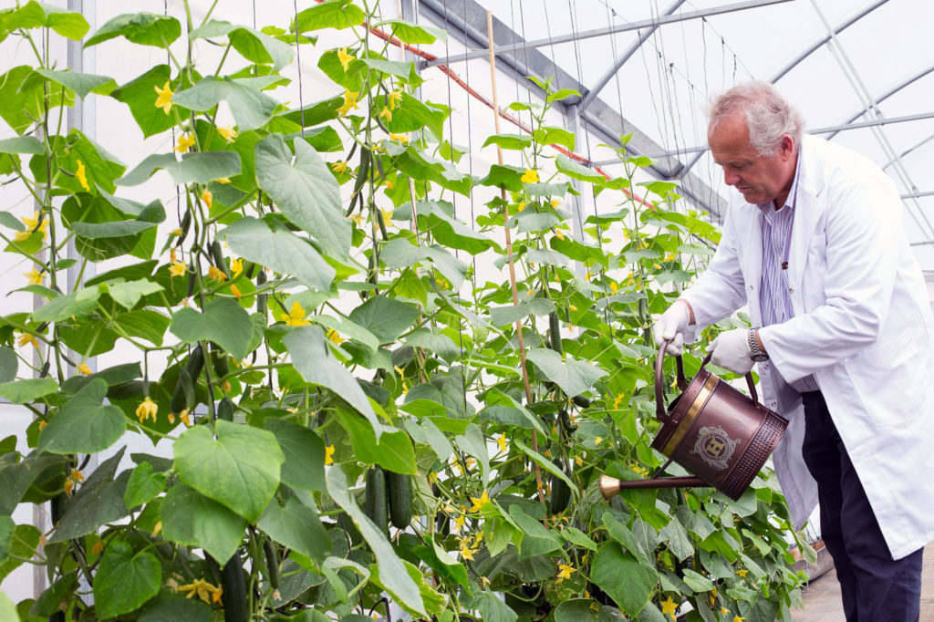 Как правильно поливать огурцы в теплице?