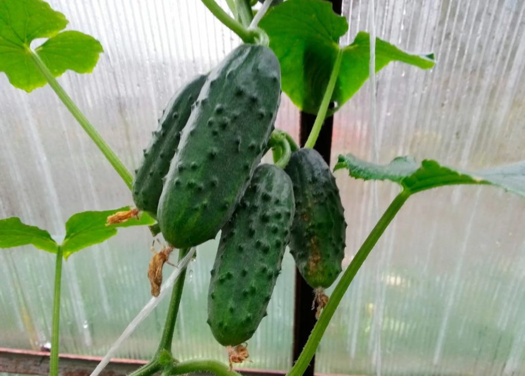 Огурец Престиж