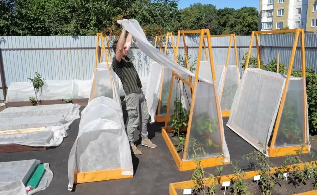 Укрытие для огурцов в открытом грунте