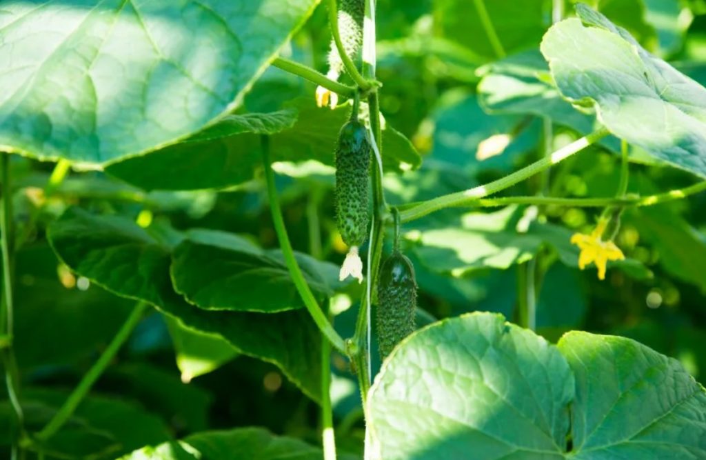 Огурец Артист