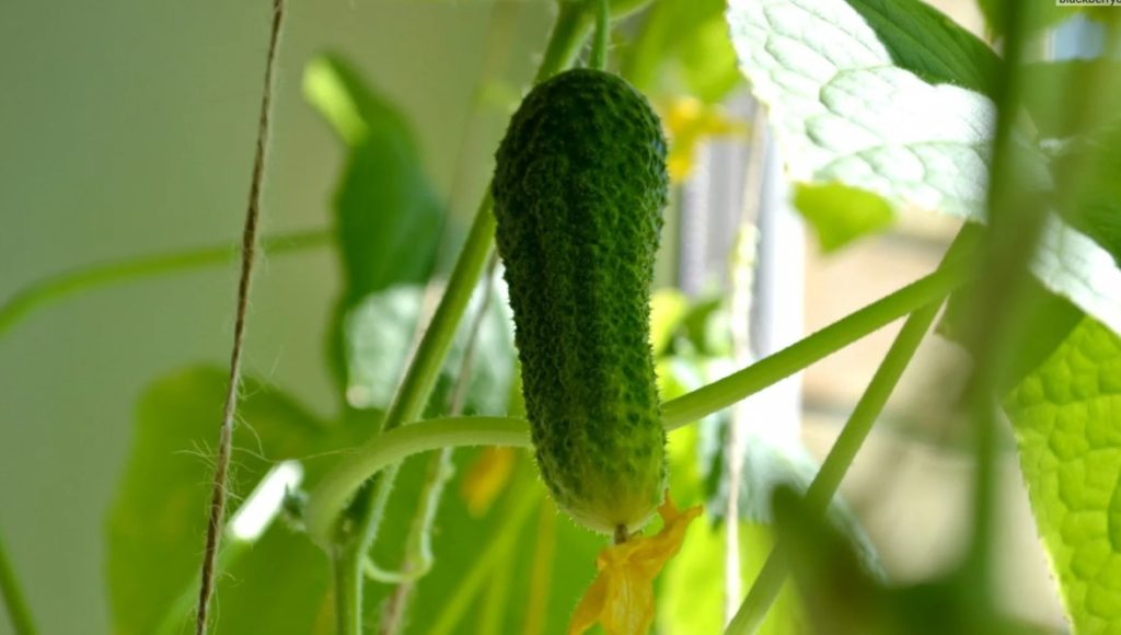 Огурец Балконный