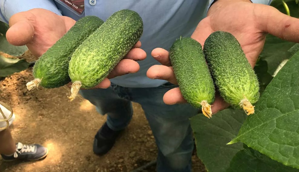 Огурец Трилоджи