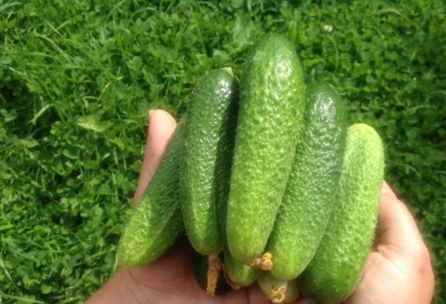Почему огурцы вырастают безвкусными?