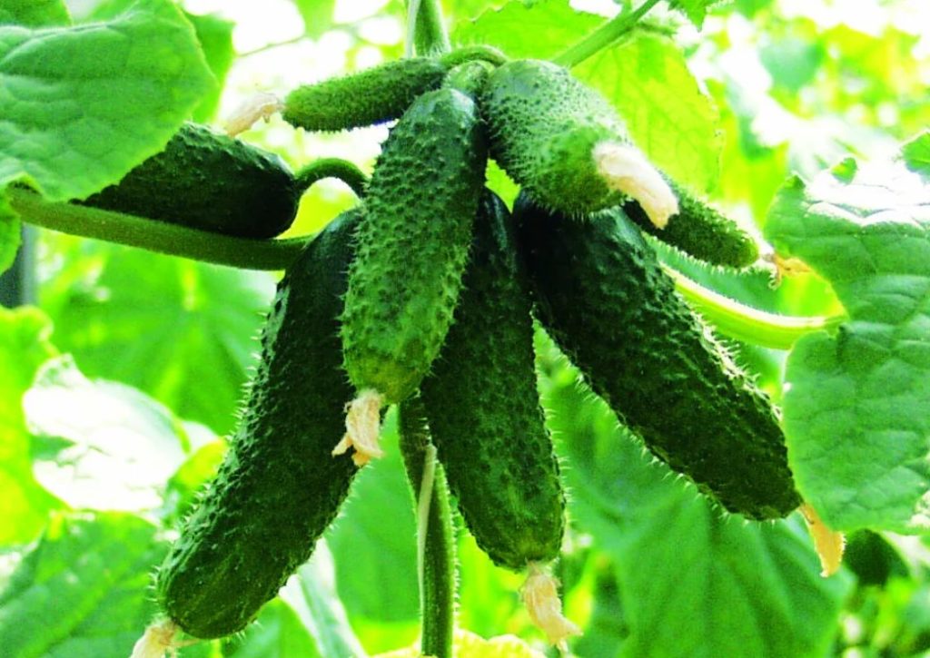 Огурец Амур