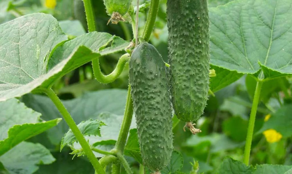 Огурец Амур