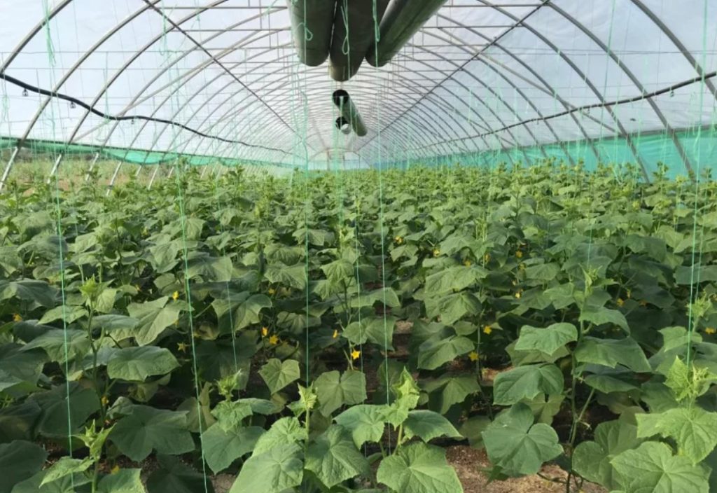 Огурец Мамлюк