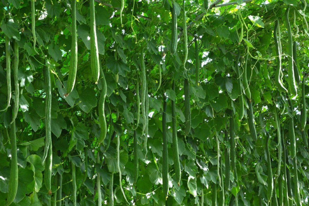 Огурец Китайский Змей