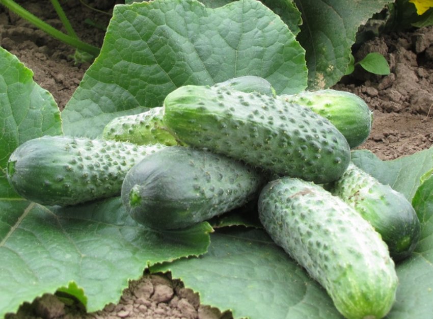 Огурец Криспина