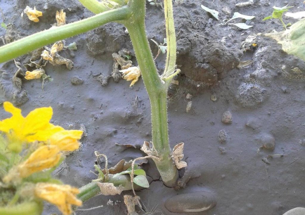 Огурцы потрескались