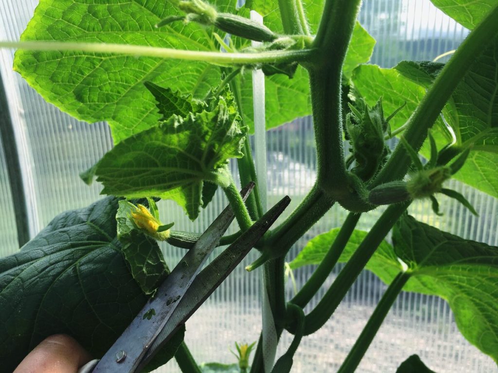 Нужно ли обрывать пасынки у огурцов и когда это стоит делать?