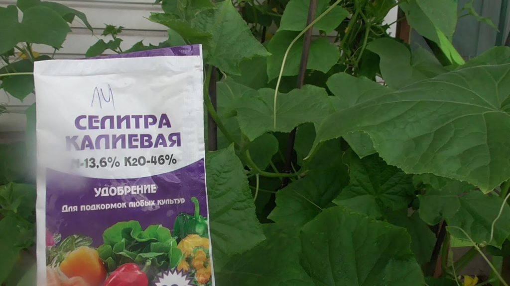 Калиевая селитра для огурцов