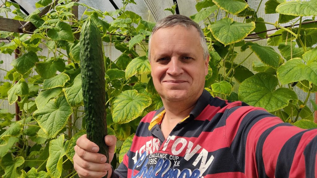 Огурец Китайский император
