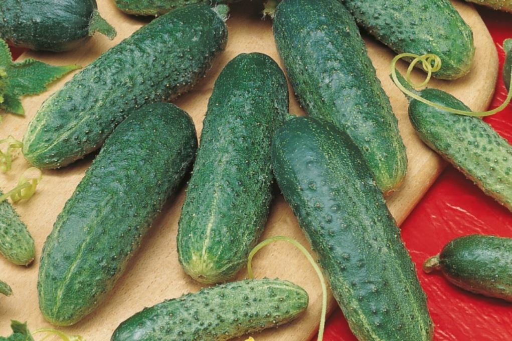 Огурец Изумрудный город