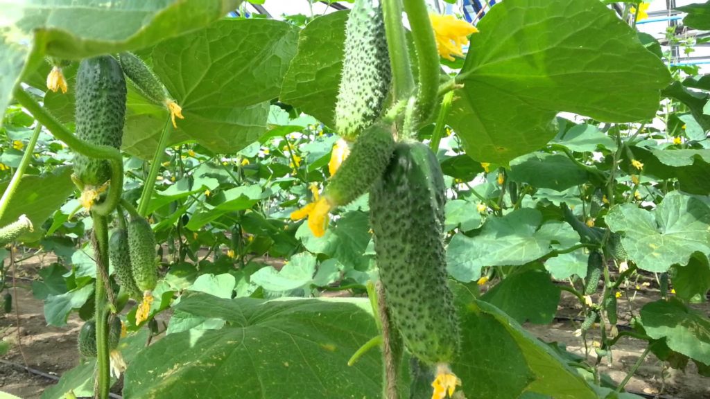 Огурец Корюшка