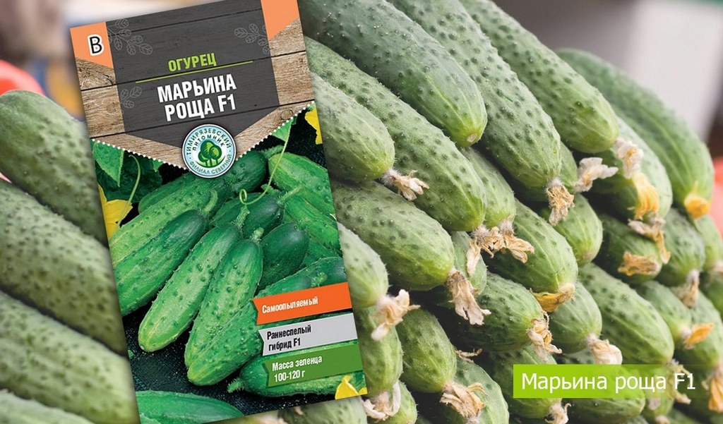 Огурец Марьина роща