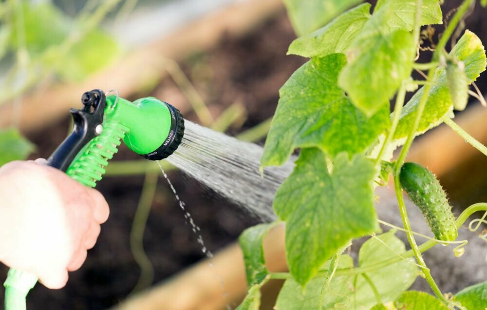 Огурец Корюшка