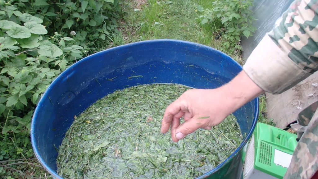 Как подкормить огурцы травяным настоем?