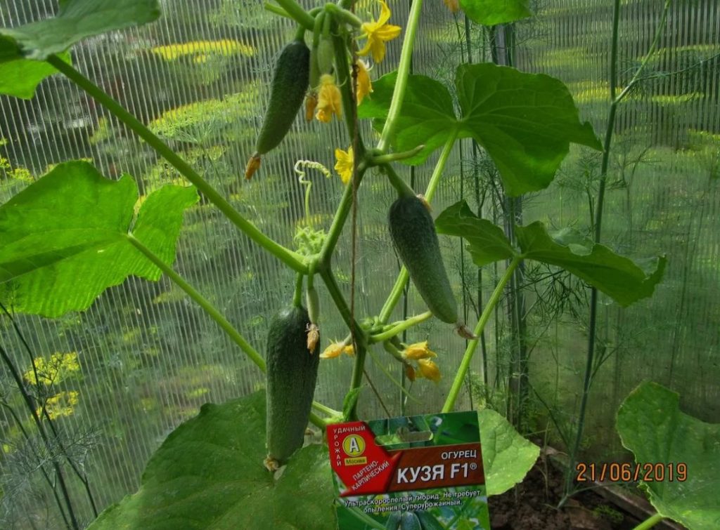 Огурец Кузя