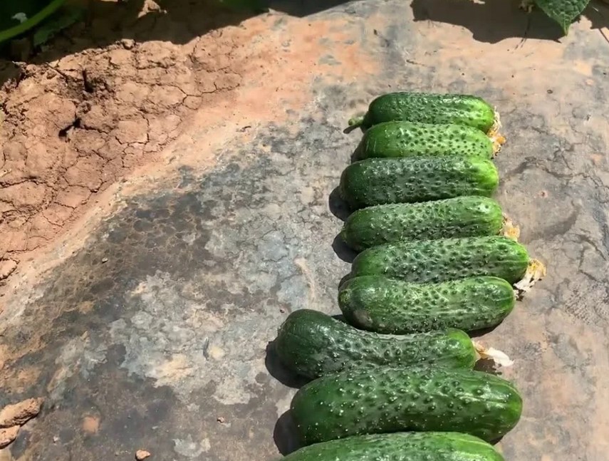 Огурец Крепыш