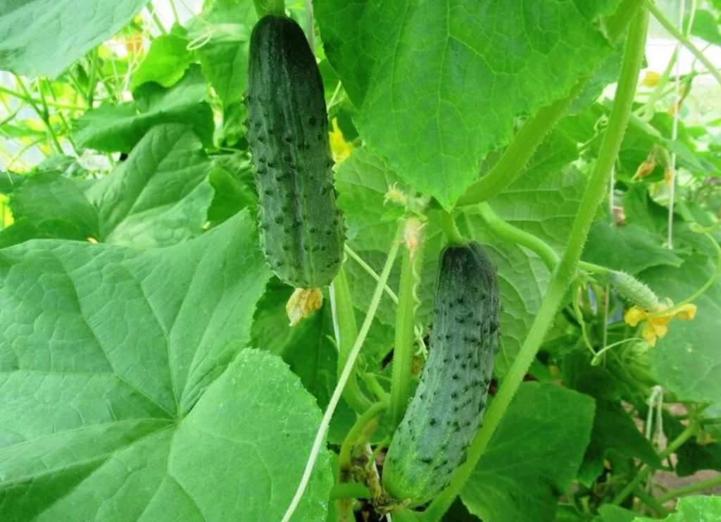 Огурец Крепыш