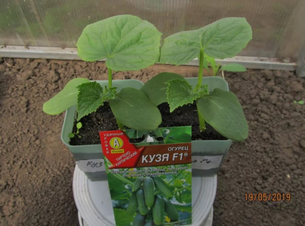 Огурец Кузя