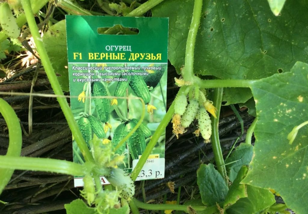 Огурец Верные друзья