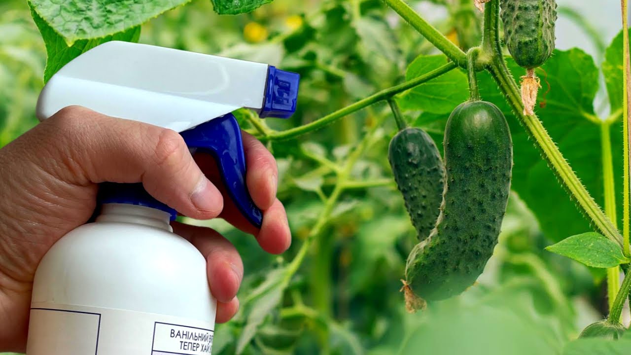 Как использовать сыворотку для подкормки огурцов